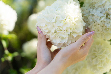 Hands gently holding white flowers in spring light②