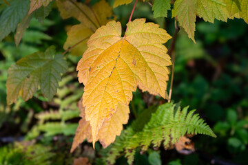 A bright yellow and reddish colored mature Mountain Maple leaf among lush green ferns and shrubs. The leaf blade is wide with three lobes and coarse teeth. The lobes have broad v-shaped sinuses. 