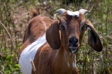 A funny looking expression on a brown and white colored goat's face. Its head is steering forward, and its ears are extending sideways. The horned animal has brown and white fur with dark eyes. 