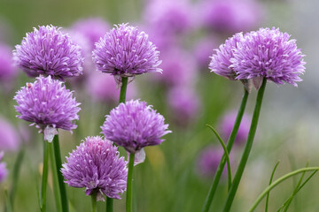A patch of wild garlic flavor chives growing on a hillside. The tall green flowering plant has edible grass like leaves and flowers. The pink and purple round herb flowers are tilted forward.