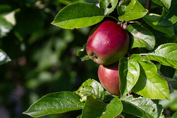 The sun shines on a lush green apple tree with thick branches. Two large, bright red organic apples are growing from the tree. The round edible fruit has firm red skin. The leaves overlap.