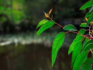 Bright Gum Leaves Before Dark River.