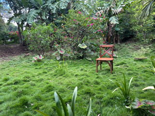 A wooden chair in the background of the photo, in a garden with green grass