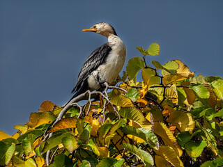 Pied Cormorant On Top Of Autumn Tree