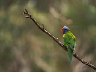 Quizzical Rainbow Lorikeet Perched On Budding Branch