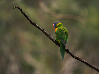 Rainbow Lorikeet Looks Away Perched On Branch
