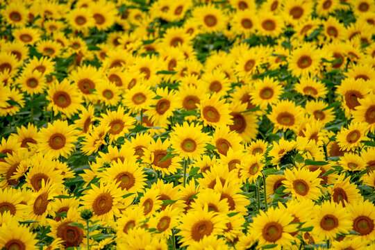 Sunflower fields in Chitose City shining in the sunlight