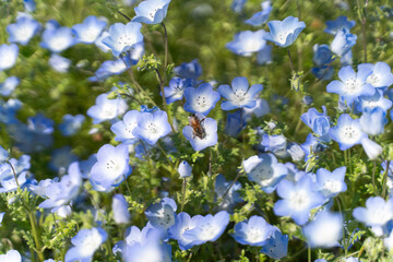 Nemophila flowers blooming under blue sky②