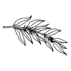 decorative floral element minimalist sketch