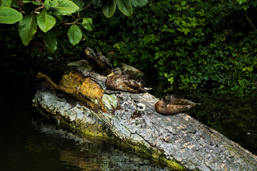 Ducks resting on a log in a pond, 
Bonchurch , Isle of Wight, UK