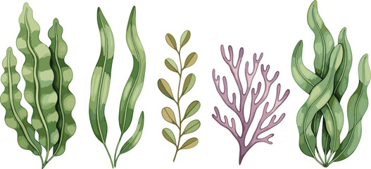 Seaweed illustration, marine plants, ocean flora, algae types, underwater vegetation, stylized graphic, nature element, coastal biology, vector design
