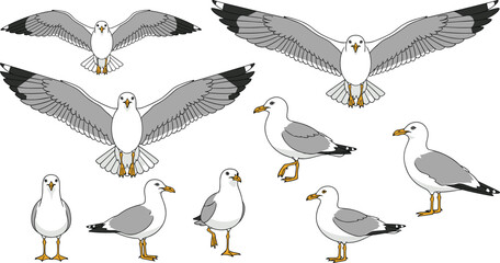 Seagull illustrations, flying and standing poses, coastal birds, white feathers, yellow beaks, wildlife vector, nature graphics, educational asset