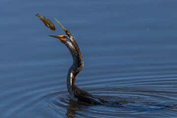 Australasian Darter (Anhinga novaehollandiae) eating a perch, Jerrabomberra Wetlands, ACT, October 2025