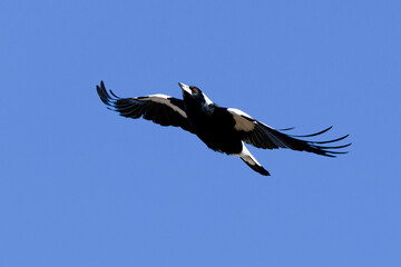 Australian magpie (Gymnorhina tibicen), Callum Brae NR, ACT, August 2025 © Jon Steinbeck