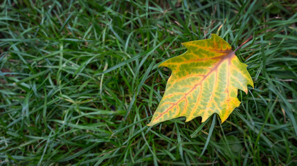 Single autumn leaf on green grass, close-up view of colorful yellow foliage in fall season