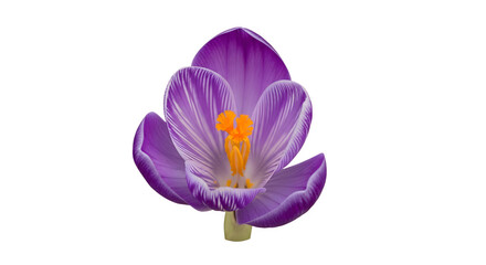 Vibrant Purple Crocus Flower with Yellow Stamen.