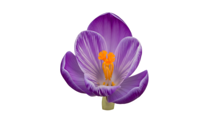 Vibrant Purple Crocus Flower with Yellow Stamen.