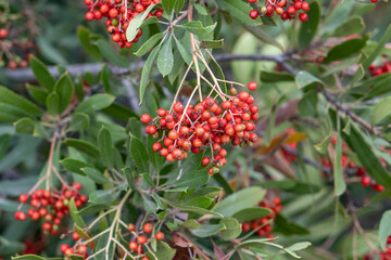 Heteromeles arbutifolia ( Californian botanists),toyon, is a perennial shrub native to Coastal California. Angeles Crest Highway, Los Angeles County. San Gabriel Mountains. Angeles National Forest.