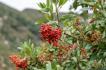 Heteromeles arbutifolia ( Californian botanists),toyon, is a perennial shrub native to Coastal California. Angeles Crest Highway, Los Angeles County. San Gabriel Mountains. Angeles National Forest.