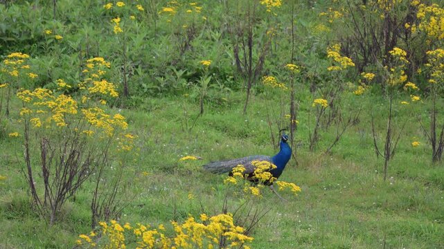peacock in the field