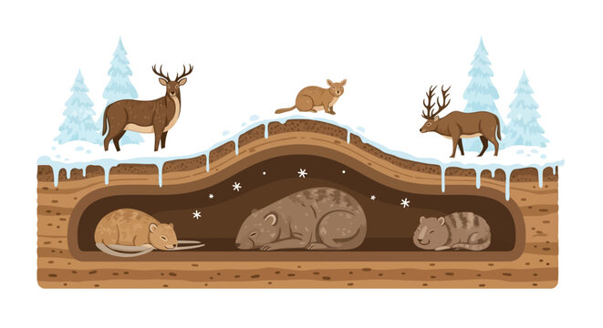 Forest animals hibernating underground during a cold winter season. Flat Vector Illustrations. EPS Editable