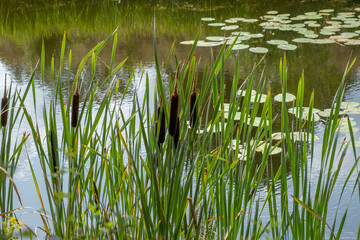 Blütenstand eines Rohrkolben (Typha sp.)