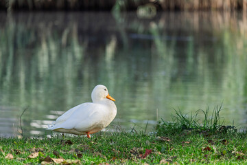 Weiße Ente (Anatidae), Hausente