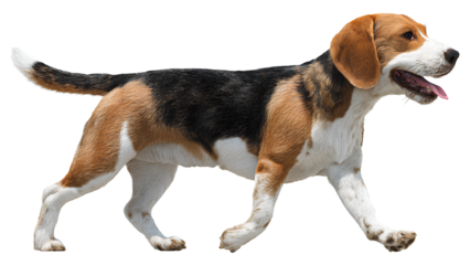Beagle dog walking isolated on transparent background – cute tricolor pet animal