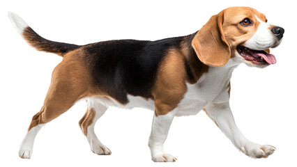 Beagle dog walking isolated on transparent background &ndash; cute tricolor pet animal