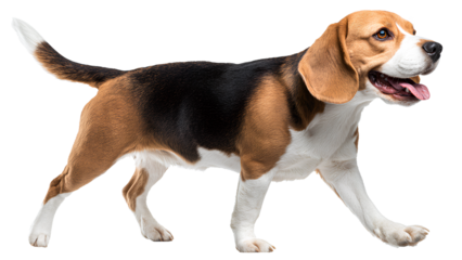 Beagle dog walking isolated on transparent background – cute tricolor pet animal