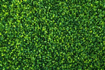 Lush Green Foliage Background with Small Round Leaves and Bright Natural Lighting Creating a Dense Texture Optimized for Adobe Stock Photo