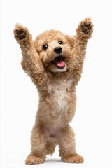 元気に両手を挙げて立って万歳するトイプードルの笑顔
