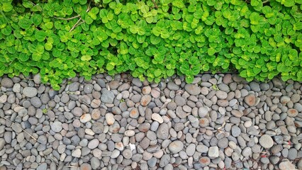 Lush green leaves meet neatly arranged river stones, showing harmony between nature and texture. Ideal for garden design, environmental concepts, and outdoor backgrounds.
