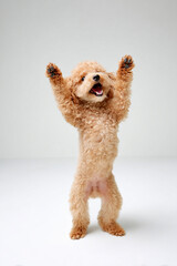 両手を上げて立ち上がる万歳しているトイプードルの元気なポーズ
