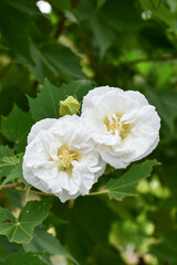 Obraz premium スイフヨウ（酔芙蓉） Confederate rose