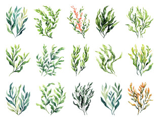 PNG Diverse watercolor seaweed collection, element set on transparent background