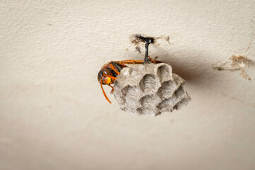 Australian Paper Wasp (Polistes humilis) and nest, Canberra, ACT, October 2025