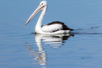 Australian pelican (Pelecanus conspicillatus), Jerrabomberra Wetlands, ACT, October 2025
