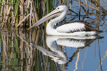 Australian pelican (Pelecanus conspicillatus), Jerrabomberra Wetlands, ACT, October 2025