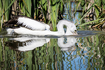 Australian pelican (Pelecanus conspicillatus), Jerrabomberra Wetlands, ACT, October 2025