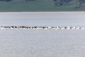 Australian pelican (Pelecanus conspicillatus) flock, Lake George, NSW, October 2025