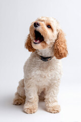 巻き毛の犬が白背景で吠えている様子
