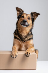 荷物と一緒に届いたような微笑む犬のスタジオポートレート
