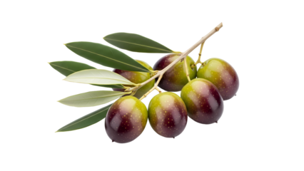 A fresh olive branch with ripening green and purple olives and vibrant leaves isolated on a transparent background