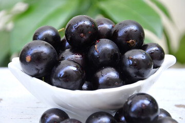Delicious ripe jabuticaba fruits (Plinia cauliflora)