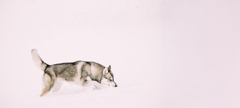 Young Husky Dog Sniffing Outdoor In Snow, Snowdrift. Pet Play In Winter Day - Powered by Adobe