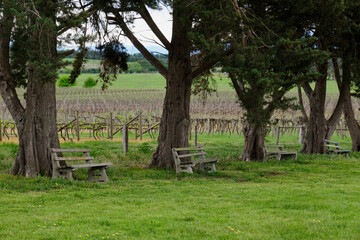 Beautiful vineyard in the Yarra Valley - Yering, Victoria, Australia