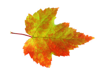 real colorful maple leaf isolated on white background