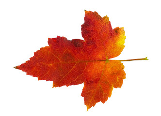 real colorful maple leaf isolated on white background