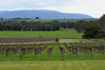Beautiful vineyard in the Yarra Valley - Yering, Victoria, Australia